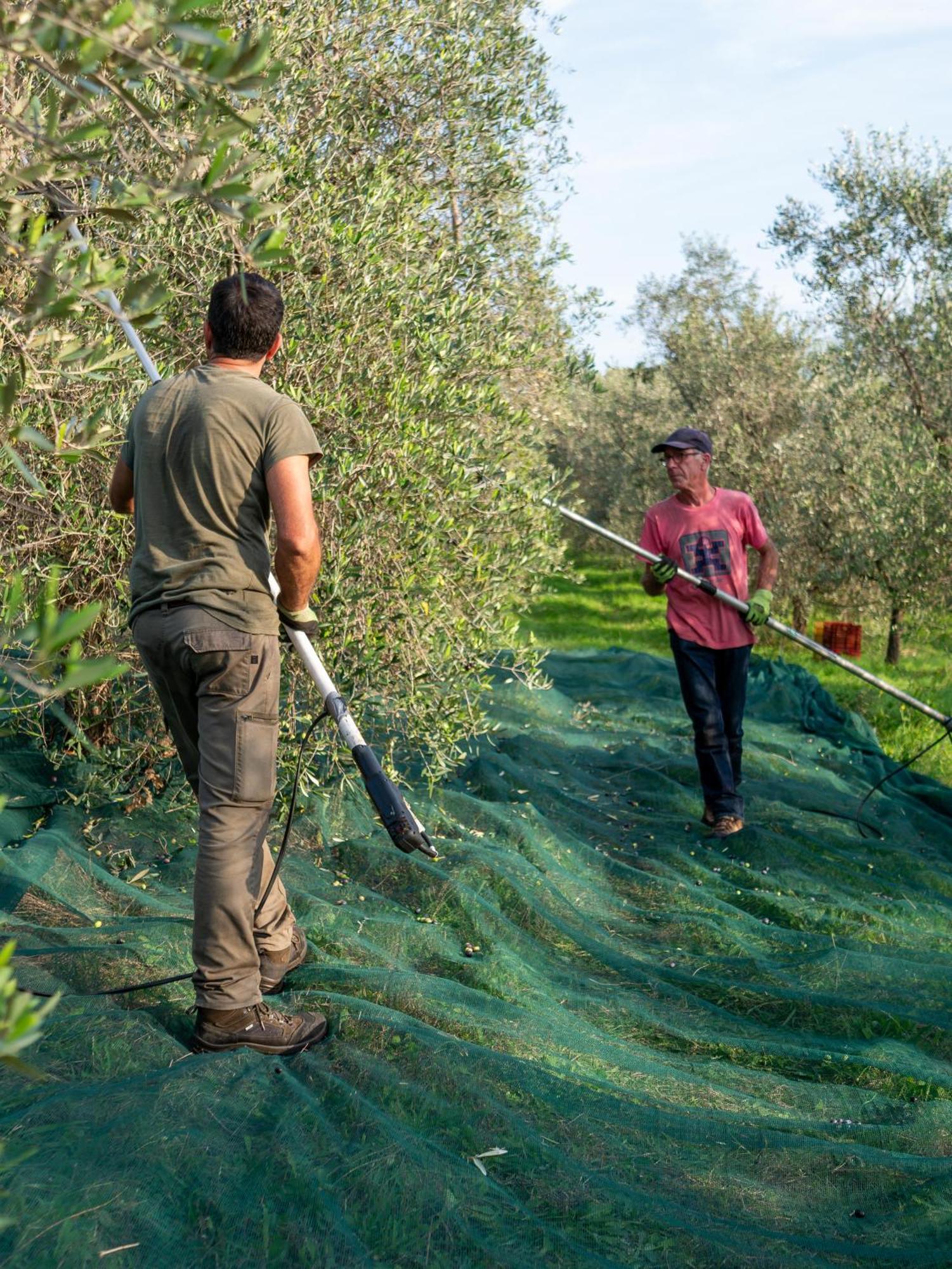 Podere Le Mezzelune Bibbona Extérieur photo